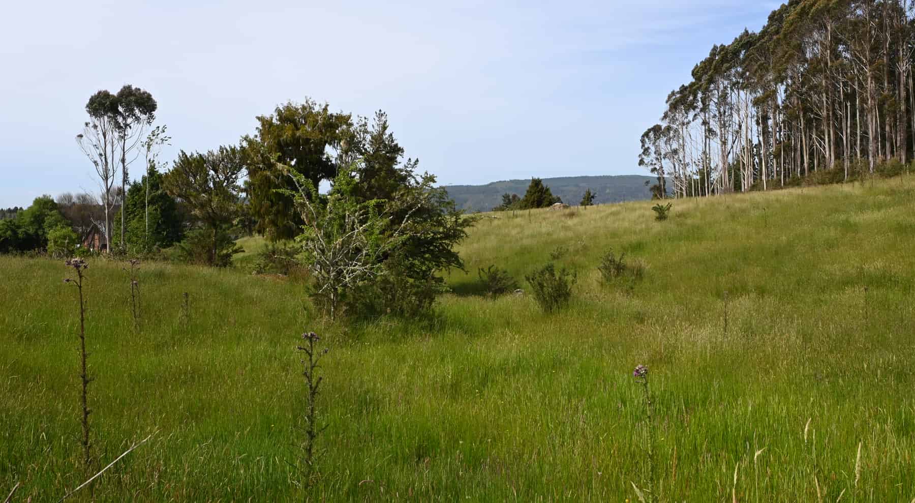 Woodstock-Rimu Road, Ruatapu, Westland - For Sale - realestate.co.nz