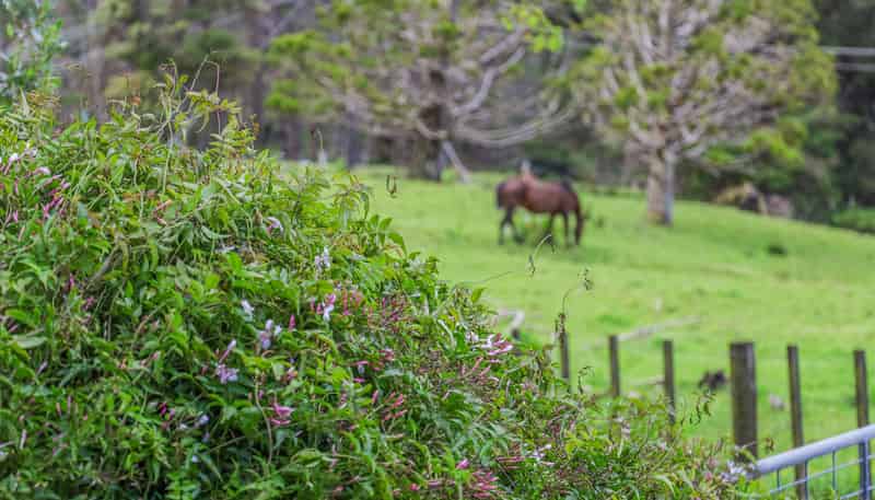 Lot 3, 10 Kraack Road, Warkworth