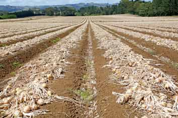 Some of Pukekohe’s finest cropping land