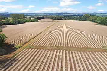 Some of Pukekohe’s finest cropping land