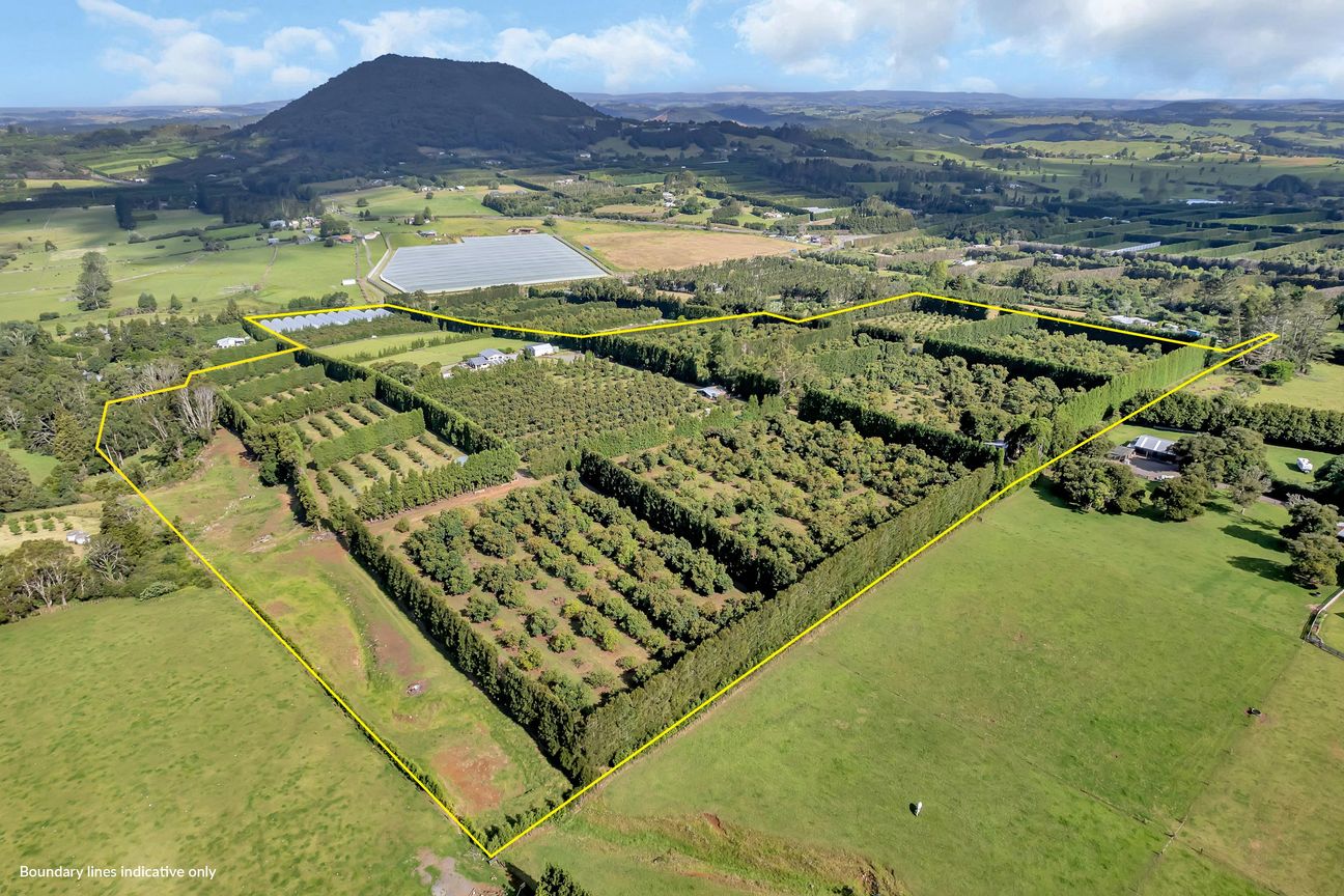 Established Avos, Future Kiwifruit = Opportunity! - Widok 4