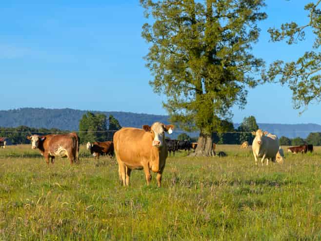 298 Cook Flat Road, Fox Glacier