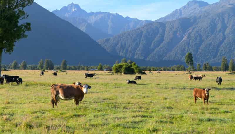 298 Cook Flat Road, Fox Glacier