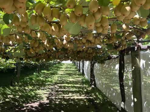 12 Sargent Drive, Whakamarama