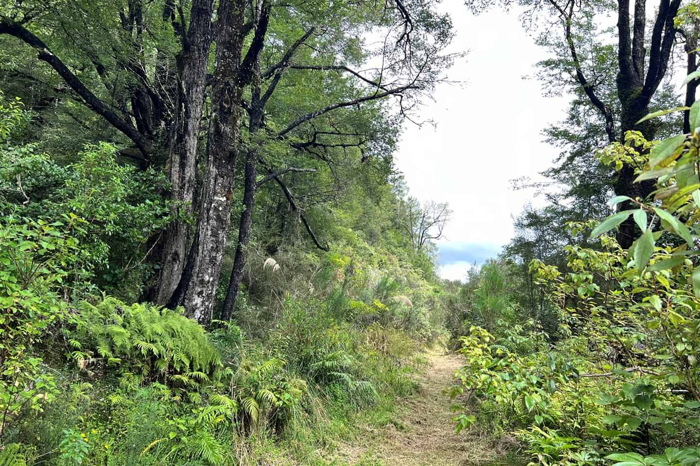 Moana / Lake Brunner Homes and Real Estate for Sale realestate.co.nz