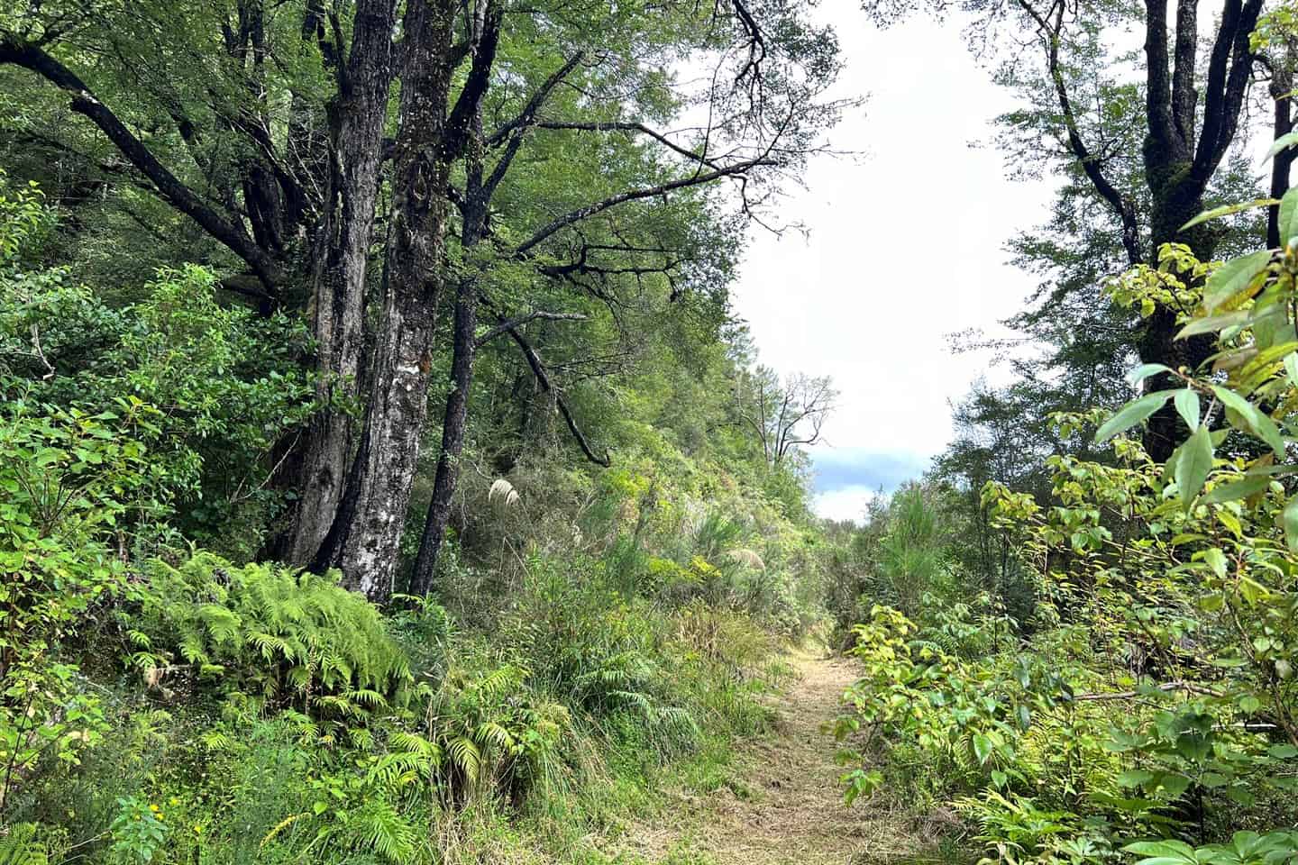 Moana / Lake Brunner Homes and Real Estate for Sale realestate.co.nz