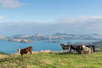 2 Heyward Point Road, Purakaunui