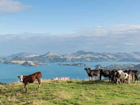 2 Heyward Point Road, Purakaunui
