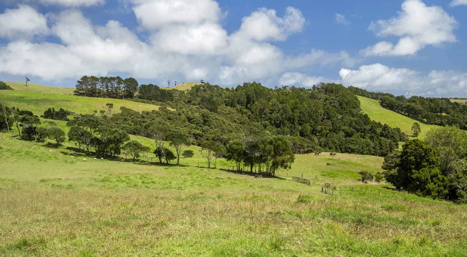 234 Muriwai Valley Road, Waimauku, Rodney For Sale realestate.co.nz