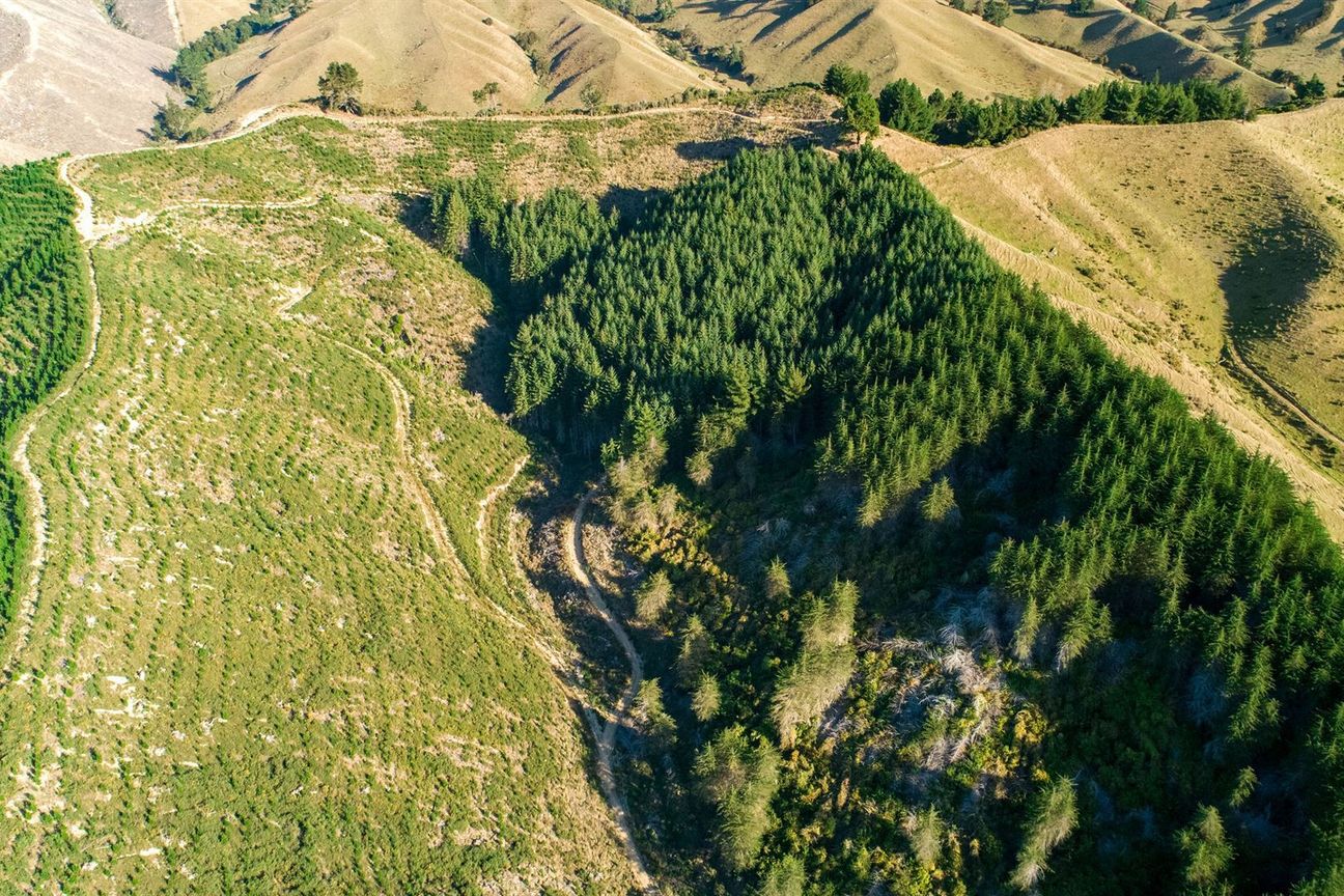 Expand Your Investment- Forestry and Carbon - Ansicht 3