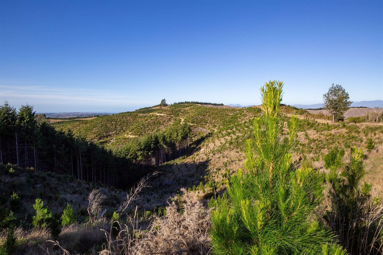 Expand Your Investment- Forestry and Carbon - Ansicht 4