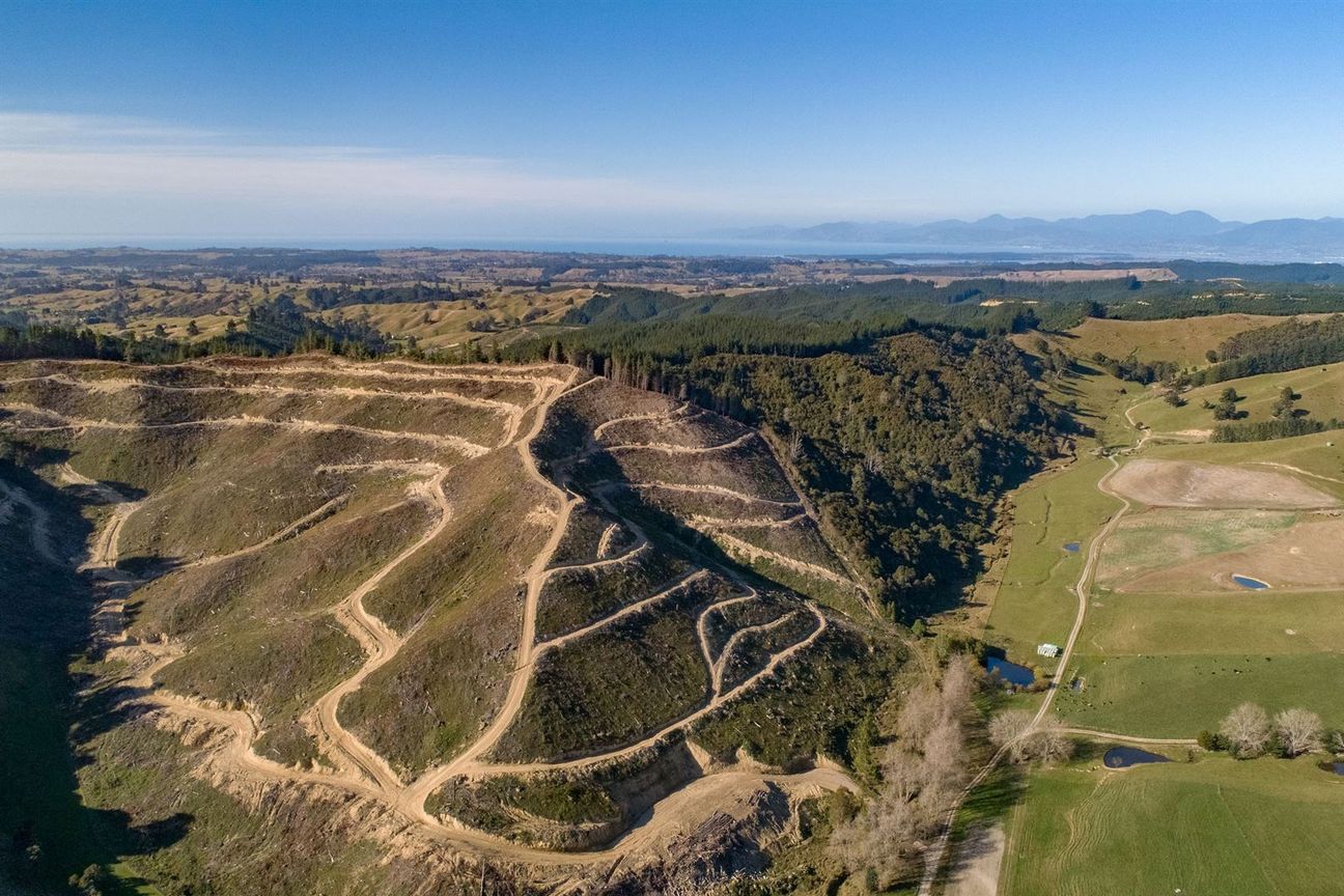 Expand Your Investment- Forestry and Carbon - Ansicht 5
