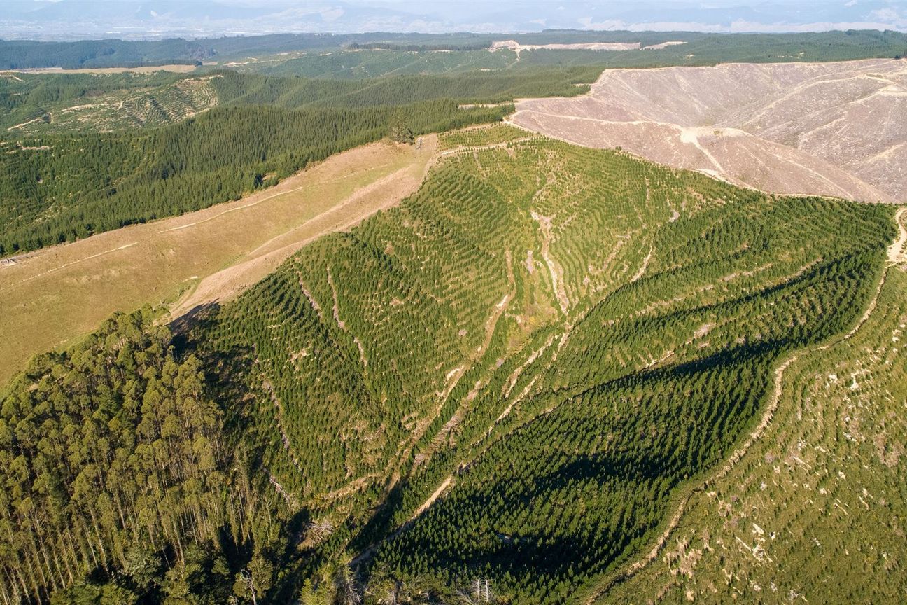 Expand Your Investment- Forestry and Carbon - Ansicht 2
