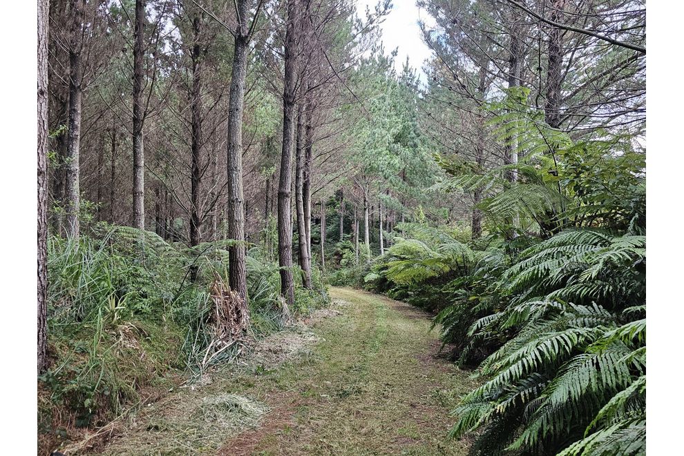 780 McIvor Road, Rotoma, Whakatane For Sale realestate.co.nz