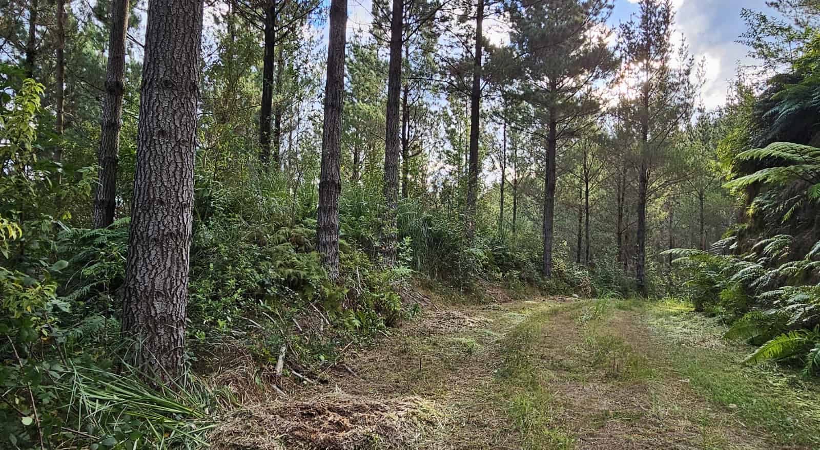 780 McIvor Road, Rotoma, Whakatane For Sale realestate.co.nz