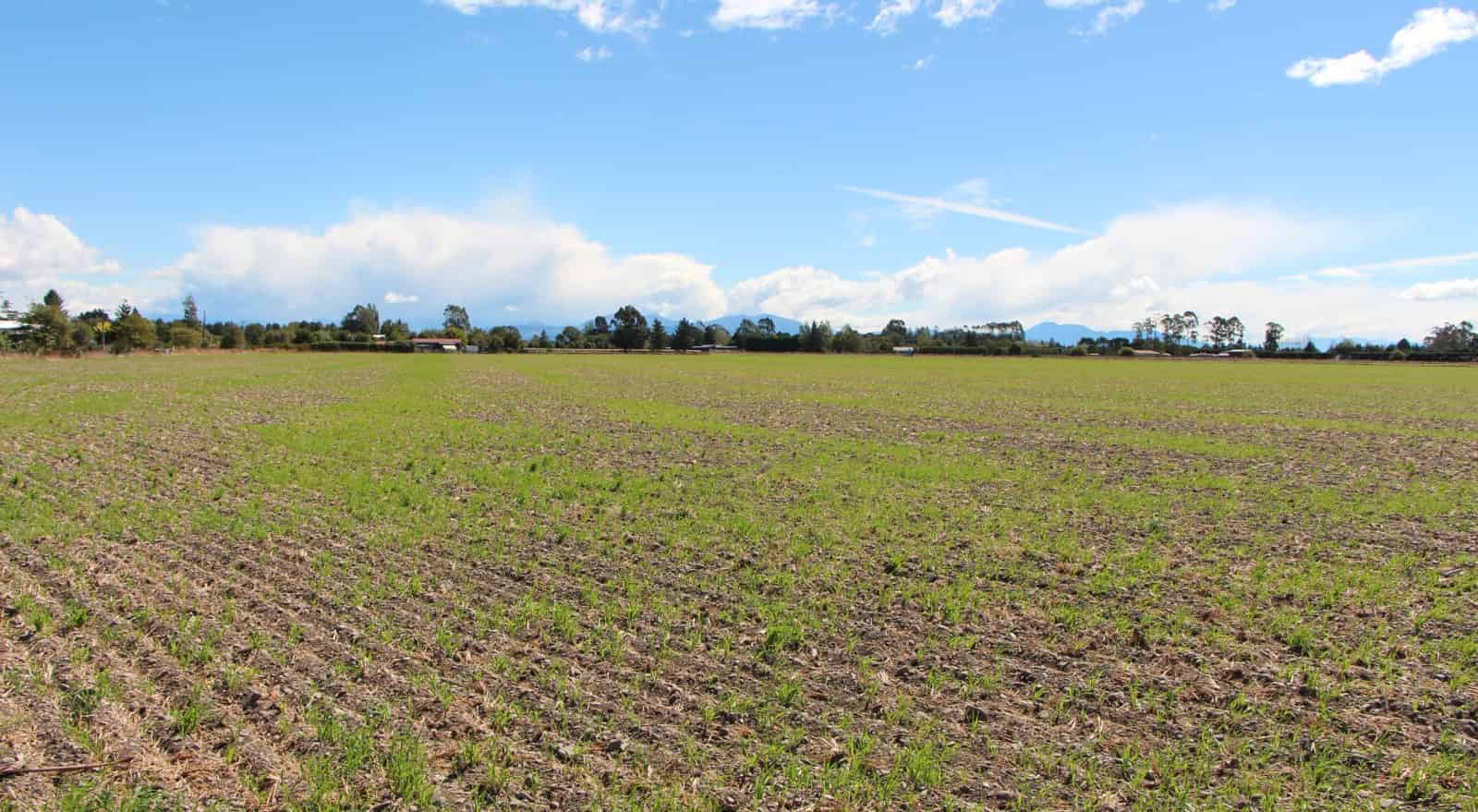 35 Falvey Road, Levels, Timaru For Sale realestate.co.nz