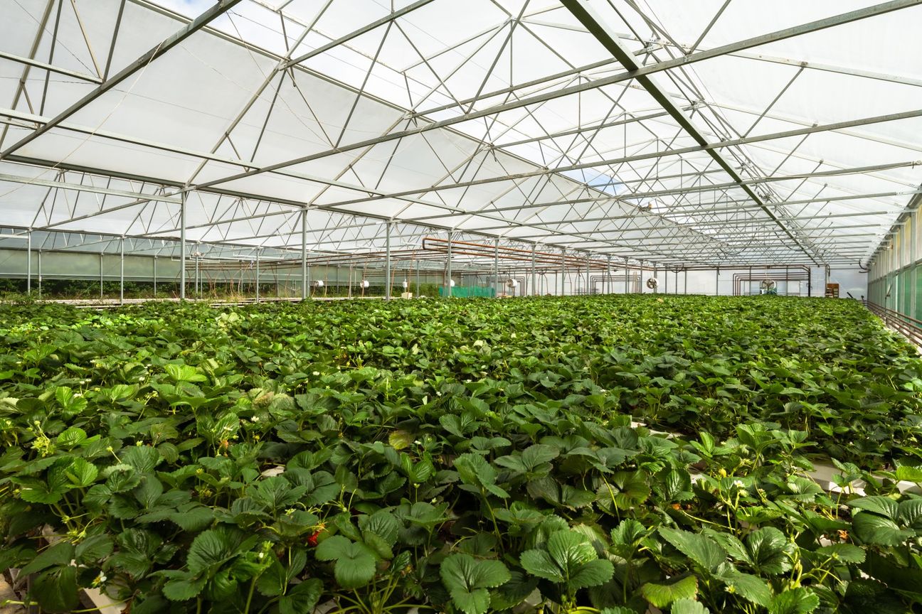Established hydroponic business on 2.9ha - Widok 3