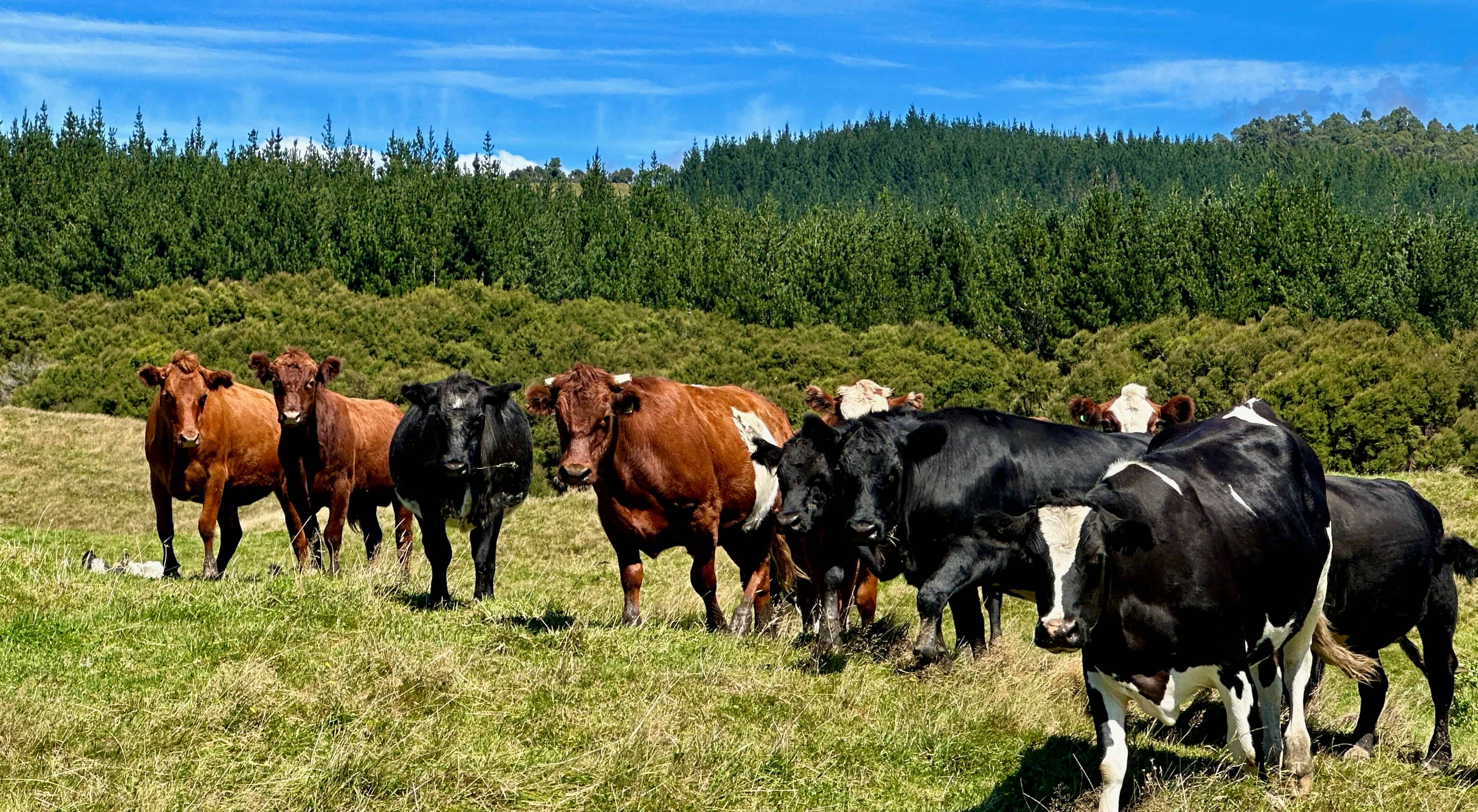 397 Tuparoa Road, Ruatoria and Surrounds, Gisborne For Sale