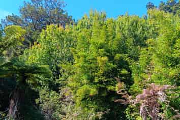 37 Back Road, Granity