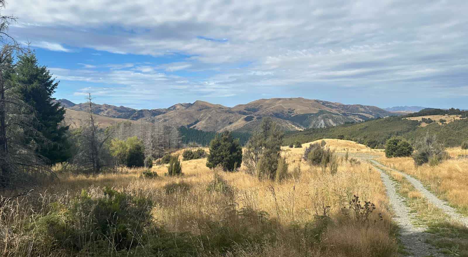 253 Mt Lyford Forest Drive, Lyford, Hurunui For Sale realestate.co.nz