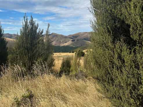 253 Mt Lyford Forest Drive, Lyford