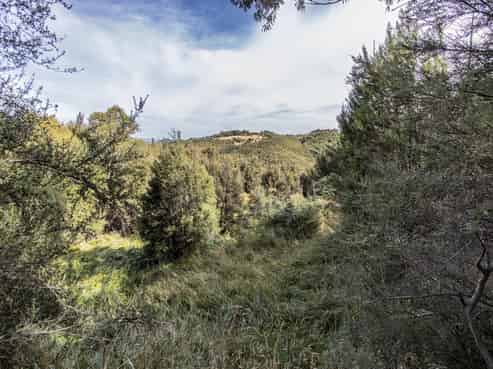 253 Mt Lyford Forest Drive, Lyford