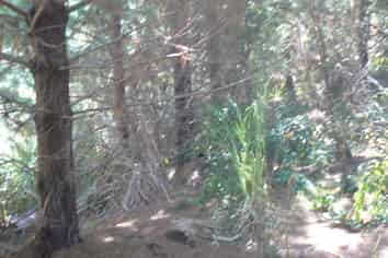  Takahue Saddle Rd, Broadwood