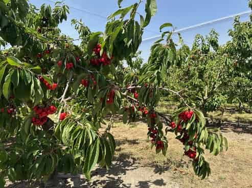 6 Mt Pisa Road, Cromwell