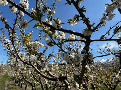 6 Mt Pisa Road, Cromwell