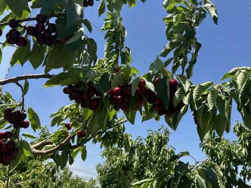 6 Mt Pisa Road, Cromwell