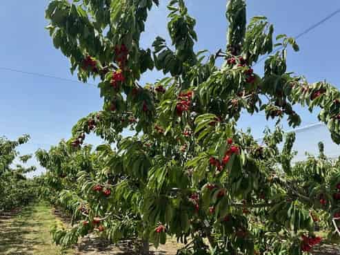 6 Mt Pisa Road, Cromwell