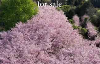 English Cherry Tree Manor