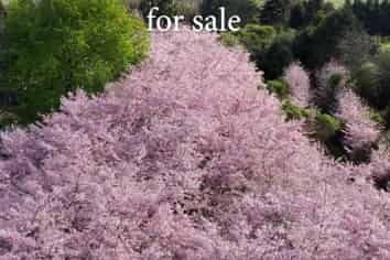 English Cherry Tree Manor