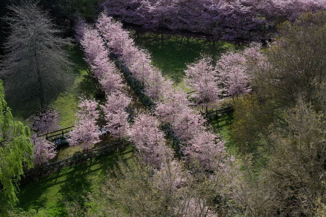 English Cherry Tree Manor - Vista 5
