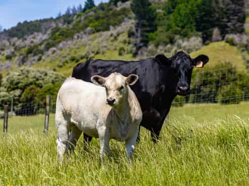 69 Titirangi Road, Kenepuru Sound