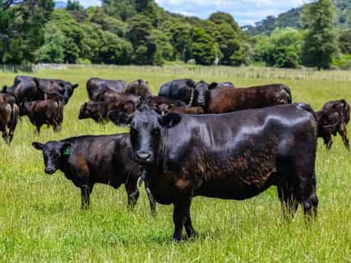 69 Titirangi Road, Kenepuru Sound