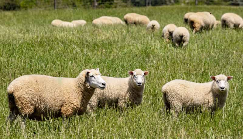 69 Titirangi Road, Kenepuru Sound