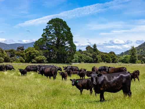 69 Titirangi Road, Kenepuru Sound