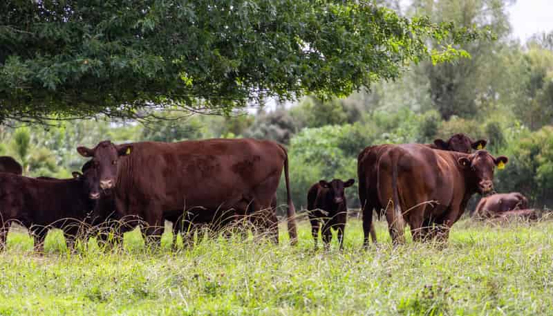 224 Rimmer Road, Helensville