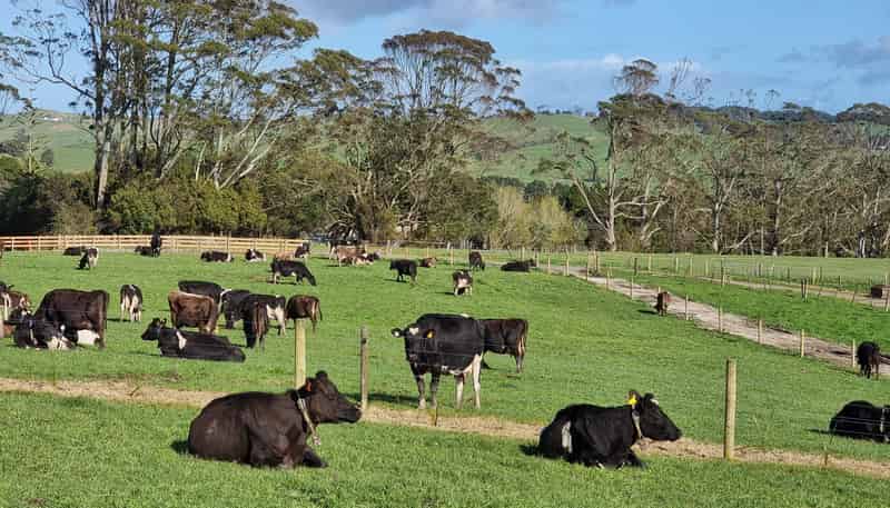 Lot 1-3 Millbrook Road, Waipu