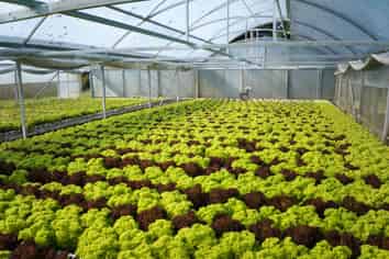 Lettuce Sea The Opportunities