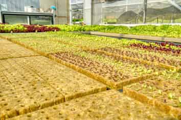 Lettuce Sea The Opportunities