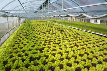 Lettuce Sea The Opportunities