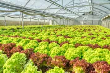 Lettuce Sea The Opportunities