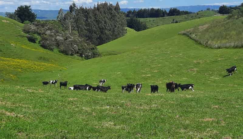 Lot 7, 560 Finnis Road, Pohangina