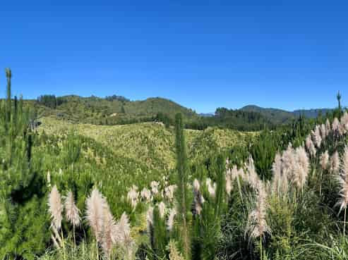 1870 The 309 Road, Whitianga