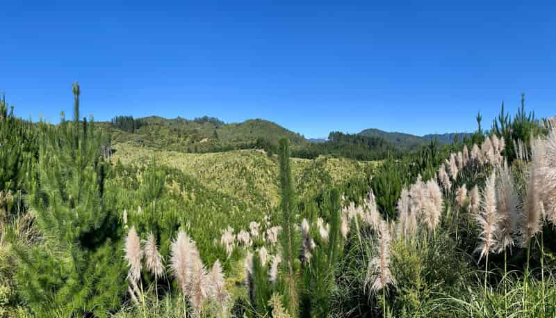 1870 The 309 Road, Whitianga