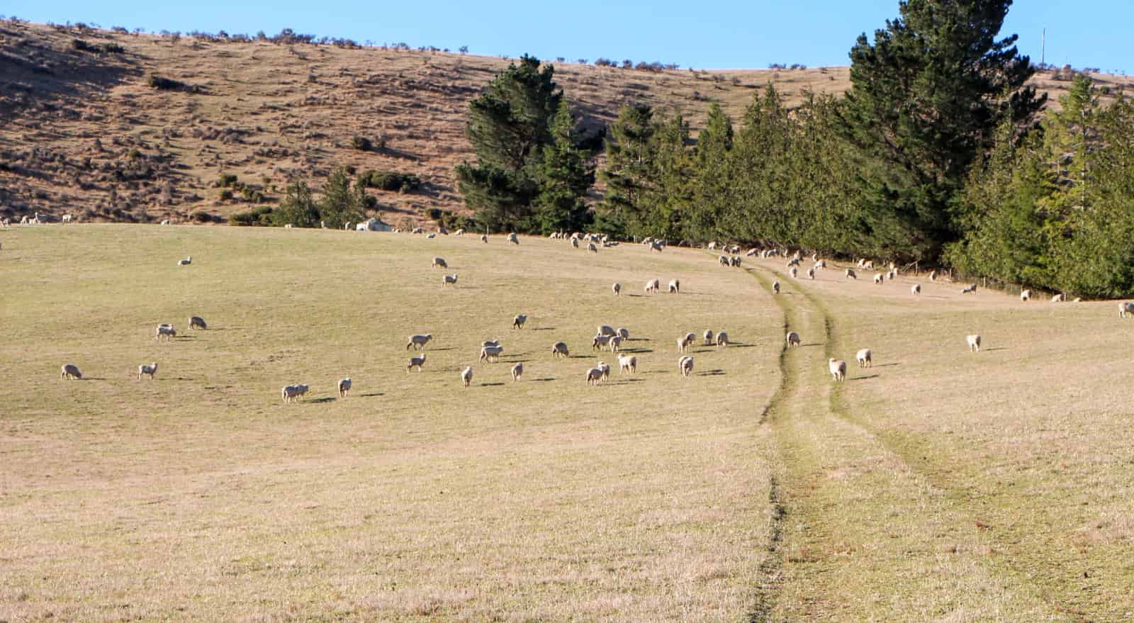 Mt Michael Valley Road, Fairlie, Mackenzie For Sale realestate.co.nz