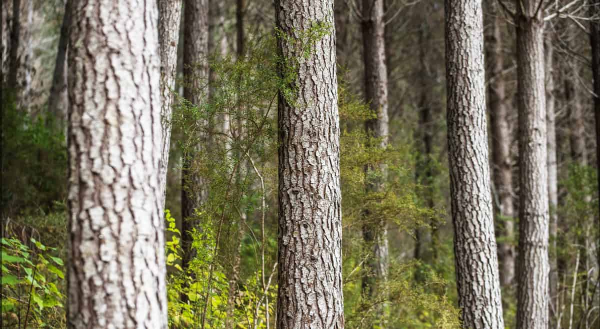 Mangles Valley Road, Murchison, Tasman For Sale realestate.co.nz