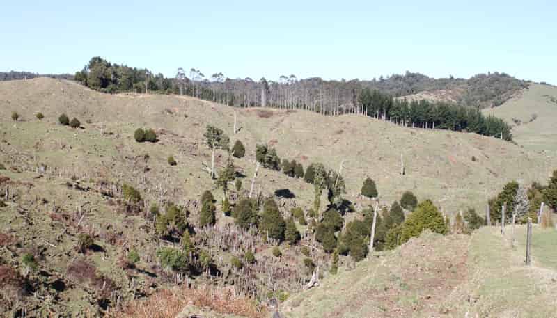 262 Waitaanga North Road, Waitaanga